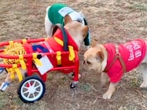 病気で車椅子を余儀なくされた犬→慣れなくて歩けずにいたら『初対面の犬たち』が…涙あふれる『まさかの行動』に反響「泣ける…」「いい友達」