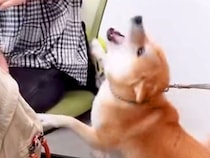 職場で『おはようございます』と挨拶する犬２匹→上司と部下への対応が…悲しくなるほど『あからさまな態度の違い』に爆笑「柴犬らしいｗ」