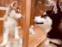 息子の親友がハスキー犬をお迎え→『同じ犬種の友達ができた』と喜んでいたら…思わず鳥肌が立つ『衝撃的な展開』に反響「運命の出会いすぎる」