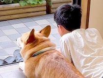 お休みの日、男の子と犬が窓際で…まるで血のつながった兄弟のような『尊すぎる光景』が66万再生「表情が愛おしい」「なんて幸せな時間」と絶賛