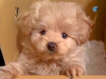耳が垂れていた赤ちゃん犬→片耳だけ立ったと思ったら…完全に予想外な『まさかの展開』が13万再生「笑ったｗ」「変わりすぎで草」と絶賛