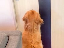 ドアの前でソワソワする大型犬→おじいちゃんとおばあちゃんが入ってきた瞬間…全身全霊の『おもてなしをする光景』が13万再生「可愛すぎ」