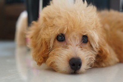 つぶらな瞳の子犬