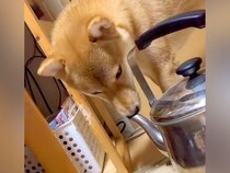 やかんの注ぎ口に鼻を突っ込む犬→観察していたら、次の瞬間…『鼻息』が想像以上で面白すぎると62万再生「なんちゅう遊びｗ」「思わず吹いた」