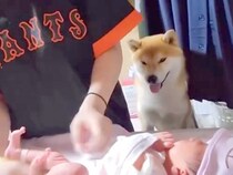 お母さんに甘えたい犬→でも『赤ちゃんのお世話中』だったので…とんでもなく尊い『健気すぎる行動』が36万再生「優しい兄」「ぎゅってしたい」