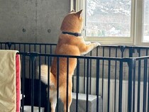 『実家の犬、俺が出てってからずっと外を見てる』と思ったら…帰省後の『衝撃的な光景』に41万いいねの大反響「吹いたｗ」「いい顔で草」と爆笑