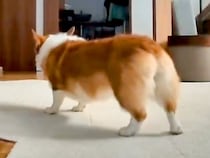 お部屋の中で『おなら』をする犬→想像以上に大きな音が鳴ってしまい…コントのような『まさかの行動』が38万再生「想定外のボリュームで草」