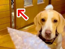 弟の犬とプチプチで遊んでいたら、ドアの隙間から…羨ましくて見せた『衝撃的な表情』が28万再生「目力がｗｗｗ」「飲み物吹いた」と爆笑続々