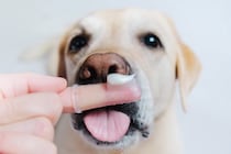 犬の『歯磨き』絶対やってはいけないNG行為4選　やり過ぎによる悪影響や正しいケア方法まで