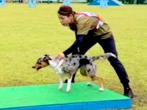 『世界一賢い犬種』がドッグスポーツに挑戦した結果→見たことのない完成度で…愛と絆を感じる『素敵な光景』が19万再生「感動で涙」「鳥肌」