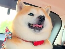 ペットホテルで疲れ果てた犬をお迎えに→帰りの車で意識を保てず…まるで人の子供のような『愛おしい光景』が21万再生「顔が…」「幸せそう」