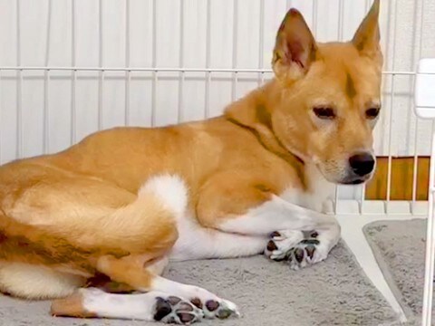 雷が怖くてブルブル震える犬→動けないでいたら、同居犬がそばにきて…泣けるほど尊い『家族愛を感じる光景』が20万再生「優しさに涙」「最高」