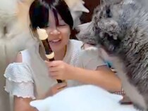 夏休み、女の子が『リコーダーの練習』をした結果→3匹の秋田犬が…全く集中できない『まさかの状況』に絶賛「呼び笛？ｗ」「ワチャワチャ感ｗ」