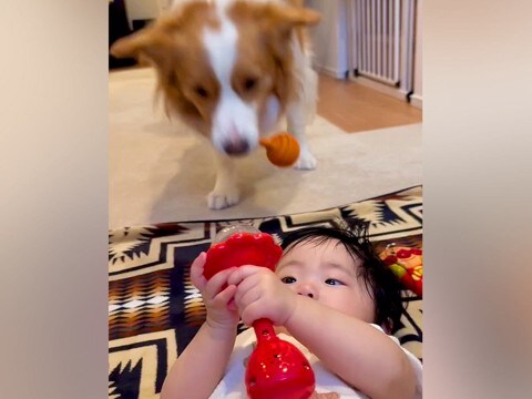 おもちゃで遊ぶ赤ちゃん→犬が『ソックリなおもちゃ』をくわえてきて…あまりにも尊い『まさかの行動』が13万再生「優しすぎる」「お利口さん」