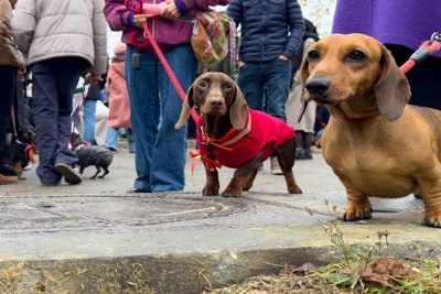 人混みの中の犬