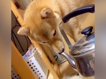 やかんの注ぎ口に鼻を突っ込む犬→観察していたら、次の瞬間…『鼻息』が想像以上で面白すぎると62万再生「なんちゅう遊びｗ」「思わず吹いた」