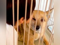 保護犬のことが大好きな男の子→突然『チューをした』結果…あまりにも尊い『お互いのやり取り』が8万再生「幸せすぎる日常」「素敵な家族」