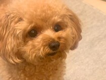 ワンワン吠えている犬に『しーっ』と指を出した結果…反抗的すぎる『まさかの表情』が99万再生「やんのか？って顔で草」「口がｗｗ」と反響