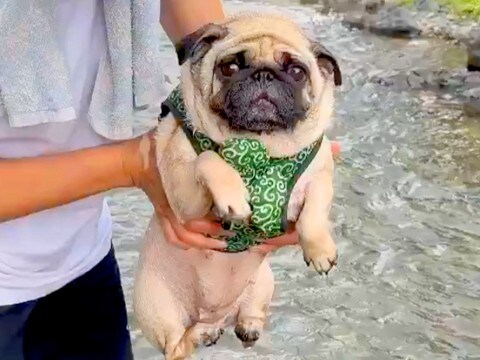 川遊びにきた犬→抱っこで降ろそうとした瞬間…想定以上に可愛い『イメトレを欠かさない光景』に9万いいね集まる「愛されてるの伝わる」と絶賛
