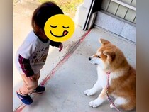 犬が大好きな『１歳の男の子』→初対面の秋田犬と触れ合った結果…優しさに満ちた『とんでもなく尊い光景』が話題「可愛いの渋滞」「平和やな…」