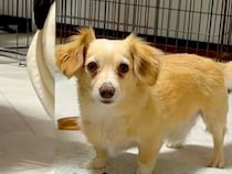 AIで小型犬を『激太り』させてみたら…完全に想定外な『衝撃の出力結果』が話題「笑っちゃったｗｗｗ」「犬種飛び越えすぎてて草」と爆笑の声