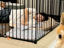 『マジごめん』犬のケージで朝まで寝てしまった男性→想定外の状況で、犬が…切実すぎる『表情』に30万いいね「犬に飼われてて草」「あるある」