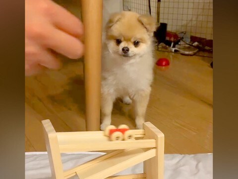 『車がレールを走るおもちゃ』を見る犬→なぜか『首』が…思いもよらない『まさかの反応』が811万再生「たまらん可愛さw」「合わせてて草」