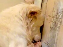 仲間とはぐれた『ひとりぼっちの野犬』を保護→人間を怖がってしまい…涙腺崩壊する『3年後の光景』が20万再生「幸せに」「涙が止まらない」