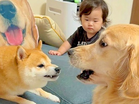 小さな女の子が犬に怒られてしまった結果→もう1匹が近づいて…まさかの『守っているかのような行動』が29万再生「愛が深い…」「感動した」