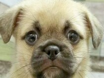 ネットで一目惚れした『55000円の子犬』→実際に会いに行ってみたら…愛おしすぎる『まさかの展開』が122万再生「目つきが人ｗｗ」と反響