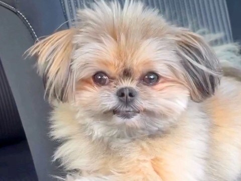 『パパとママどっちが好きか』を犬に聞いてみた結果…天と地ほど差のある『まさかの表情』が46万再生「あからさまで草」「泣いちゃうw」と爆笑