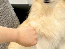 肉球に薬を塗った犬が『舐めないように』と手を繋いでいたら…まさかの『恋に落ちた表情』に4万いいね「笑ったｗ」「音楽流れ始めそうｗ」と絶賛