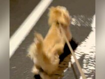 夜道でパパを発見した瞬間、走り出した犬→熱烈歓迎するかと思いきや…予想外だった『コントのような行動』に爆笑「笑いわかってるｗ」「吹いた」