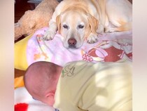 赤ちゃんが寝返りできずに号泣→目が見えない大型犬が『耳』を使って…あまりにも尊い『ベビーシッターの様子』が20万再生「人間よりすごい」