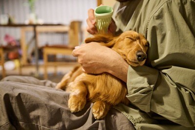 男性の膝の上で寄りかかる犬