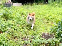 庭で遊んでいた犬→戻ってきたと思ったら…まさかの『違う動物になった姿』に10万いいね集まる「最高に楽しそう」「しっぽフリフリｗ」と絶賛