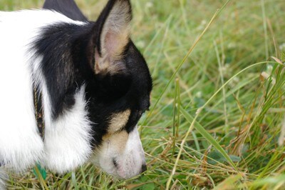 草むらを見つめる犬