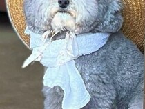 『ぬいぐるみじゃないの？』古民家の玄関を開けたら、犬がいて…ほっこりが止まらない『映画のような光景』に2万いいね「冷たい麦茶出しそう」