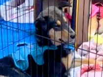 譲渡会で退屈そうだった犬に『うちの子になる？』と声をかけた結果…涙あふれる『1年半後の光景』が12万再生「顔が全然違う」「運命だ」と反響