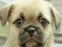 ネットで一目惚れした『55000円の子犬』→実際に会いに行ってみたら…愛おしすぎる『まさかの展開』が122万再生「目つきが人ｗｗ」と反響
