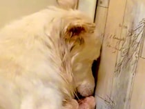 仲間とはぐれた『ひとりぼっちの野犬』を保護→人間を怖がってしまい…涙腺崩壊する『3年後の光景』が20万再生「幸せに」「涙が止まらない」