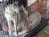 『泥棒が入ったかと思った』留守番していた2頭のハスキー犬→家に帰ると…衝撃の光景と『まさかの反応』が19万表示「お見事」「すごい破壊神」