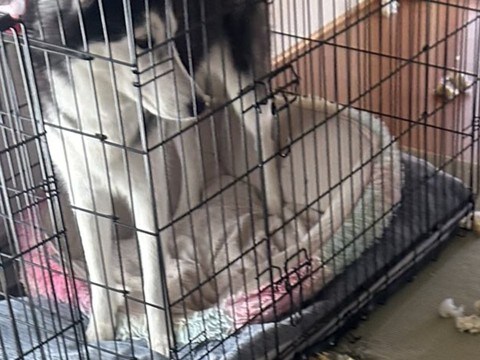 『泥棒が入ったかと思った』留守番していた2頭のハスキー犬→家に帰ると…衝撃の光景と『まさかの反応』が19万表示「お見事」「すごい破壊神」