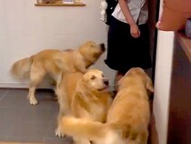 女の子が学校から帰宅→玄関を開けた瞬間、３匹の大型犬が…幸せが渋滞している『最高のおかえりなさい』が49万再生「相思相愛」「なんて素敵」