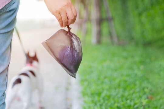犬の飼い主が注意すべき他人への配慮7つ トラブルを防ぐために心掛けておくべきこととは