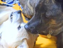 先輩犬に叱られ、甘えることができなかった甲斐犬→先輩犬が亡くなってしまった結果…思わず泣ける『素敵な光景』が17万再生「愛おしい」と反響