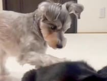同居猫のことが大好きな犬→前足で体を触った後に…思いもよらない『まさかの行動』が31万再生「目バッキバキで草」「面白すぎるｗｗ」と爆笑