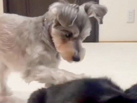 同居猫のことが大好きな犬→前足で体を触った後に…思いもよらない『まさかの行動』が31万再生「目バッキバキで草」「面白すぎるww」と爆笑