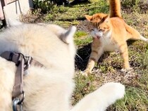 散歩で出会った『野良猫』が大好きな大型犬→拒否されても諦めずに…種族の壁を超えた『素敵すぎる光景』が122万再生「泣ける」「なんて平和」