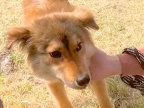 人間を警戒している『元野犬』を飼った結果→お散歩で距離が近づき…別犬級の『泣けるビフォーアフター』に反響「表情が…」「顔つき変わった」